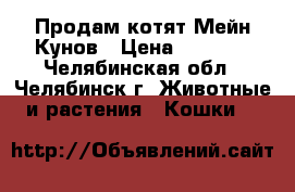  Продам котят Мейн-Кунов › Цена ­ 5 000 - Челябинская обл., Челябинск г. Животные и растения » Кошки   